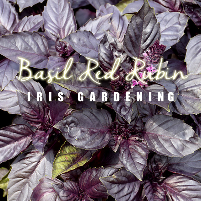 Basil Red Rubin (50 seeds/pack)