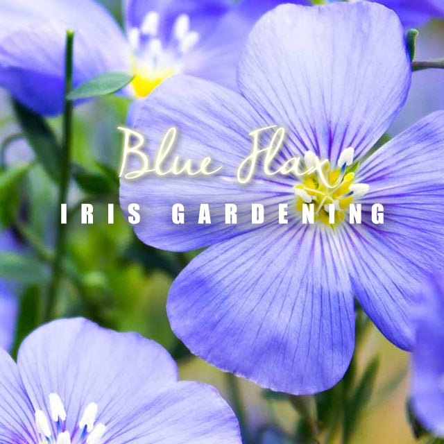 Flax Blue (30 Seeds/pack)