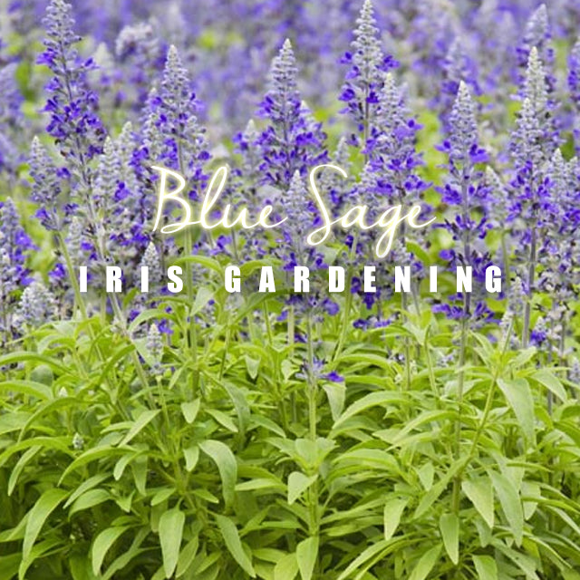 Blue Sage (100 seeds/pack)