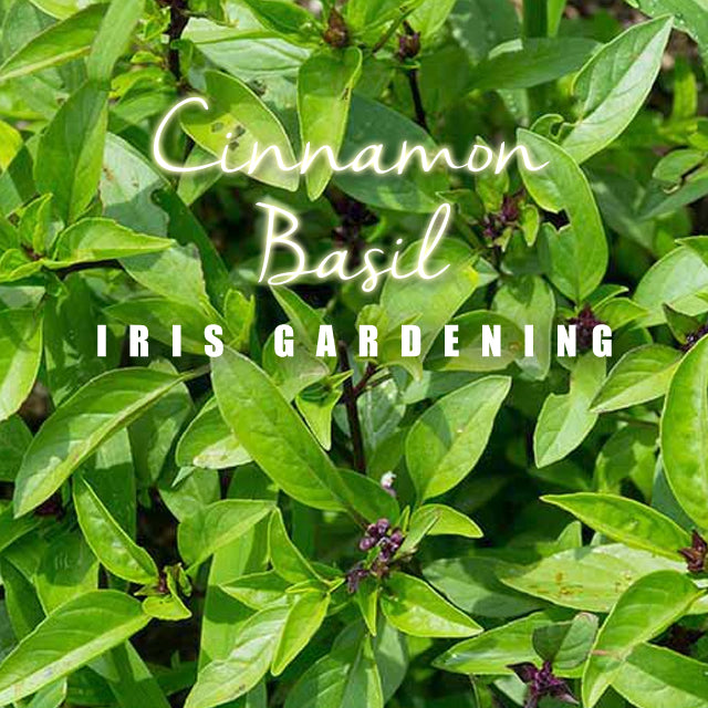 Basil Cinnamon Basil (50 seeds/pack)