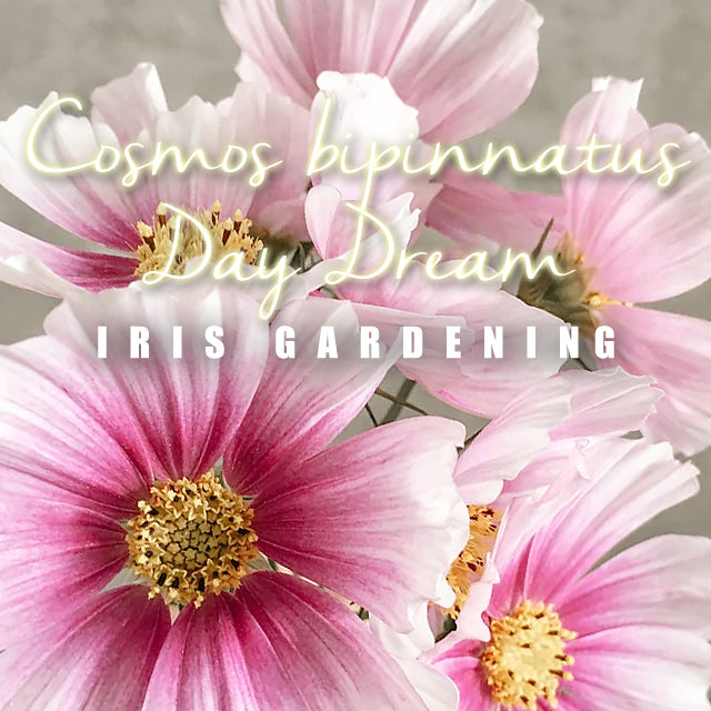 Cosmos bipinnatus Day Dreamed (15 seeds/pack)