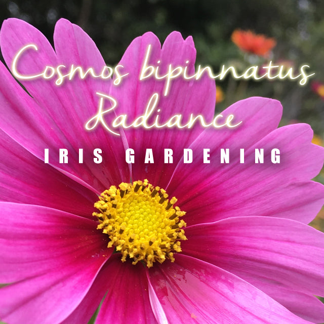 Cosmos bipinnatus Radiance (15 seeds/pack)