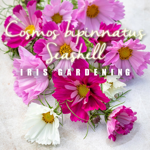 Cosmos bipinnatus Seashell Mixed (15 seeds/pack)
