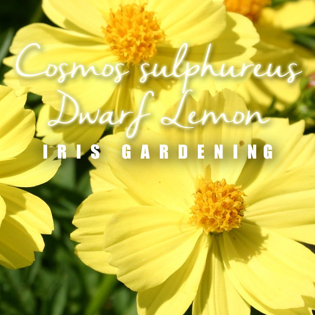 Cosmos sulphureus Dwarf Lemon (15 seeds/pack)