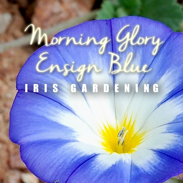 Morning Glory Ensign Blue (5 seeds/pack)
