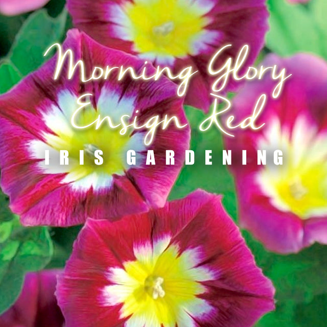 Morning Glory Ensign Red (5 seeds/pack)