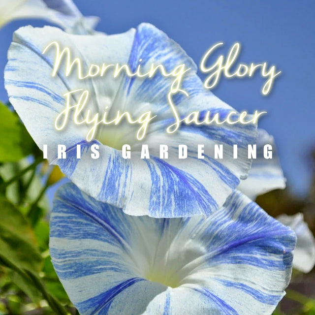 Morning Glory Flying Saucer (3 seeds/pack)
