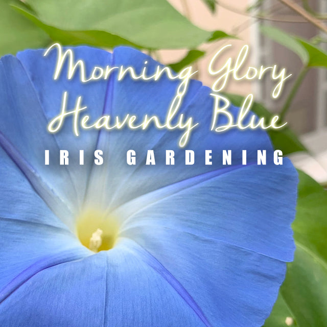 Morning Glory Heavenly Blue (10 seeds/pack)