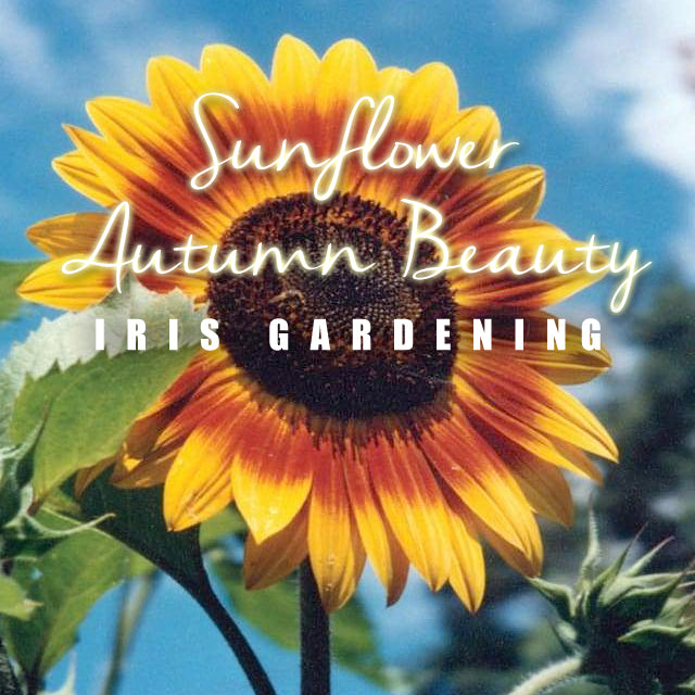 Sunflower Autumn Beauty (15 seeds/pack)