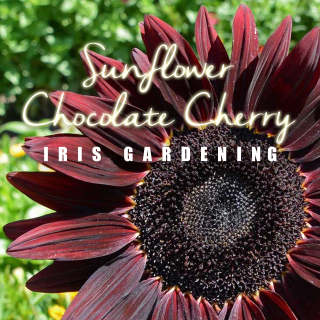 Sunflower Chocolate Cherry (5 seeds/pack)