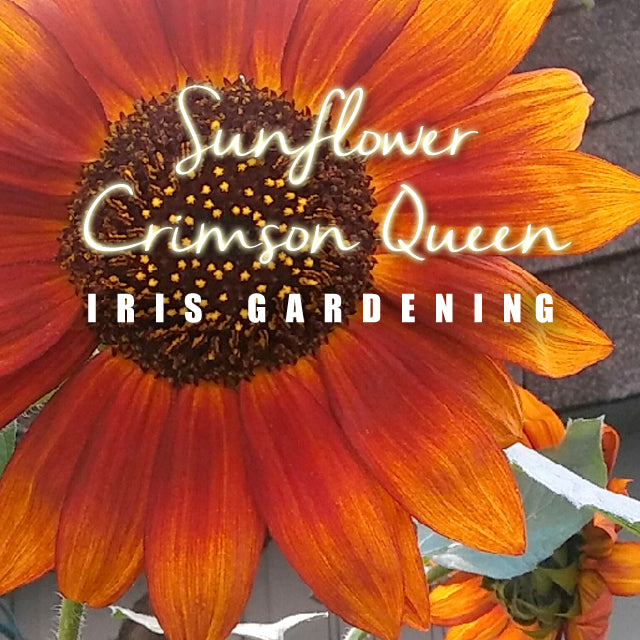 Sunflower Crimson Queen (5 seeds/pack)