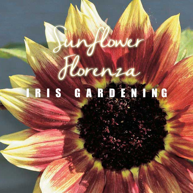 Sunflower Florenza (5 seeds/pack)