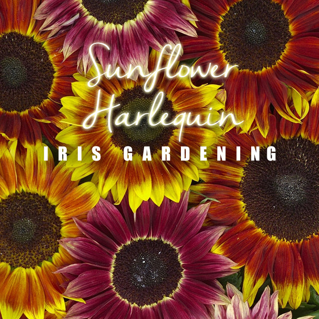 Sunflower Harlequin (5 flower seeds/pack)