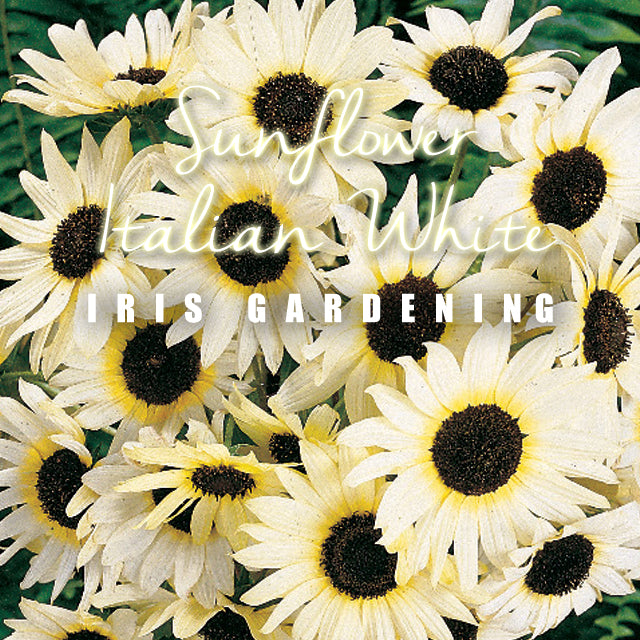 Sunflower Italian White (15 seeds/pack)