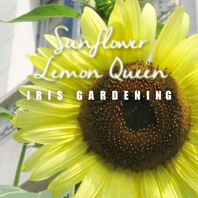 Sunflower Lemon Queen (10 seeds/pack)