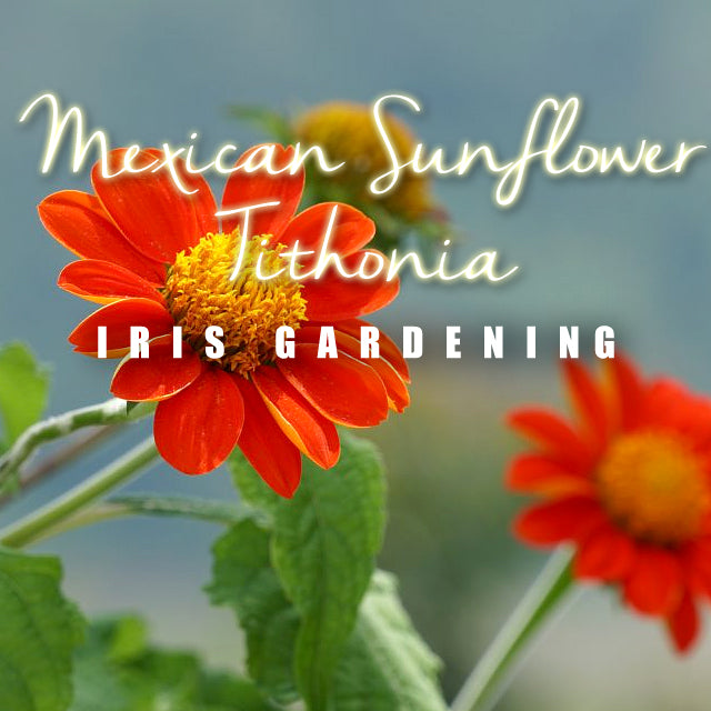 Sunflower Mexican Sunflower (Tithonia) Orange Red (15 seeds/pack)