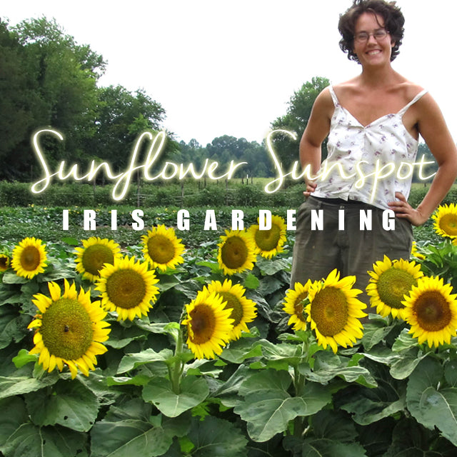 Sunflower Sunspot (10 seeds/pack)