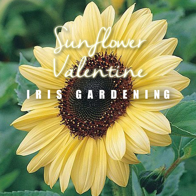 Sunflower Valentine (5 seeds/pack)