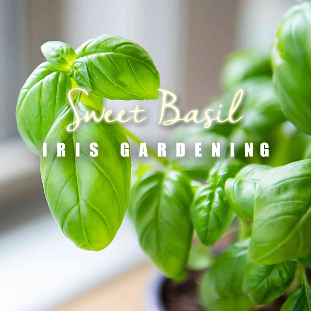 Basil Sweet Basil (50 seeds/pack)