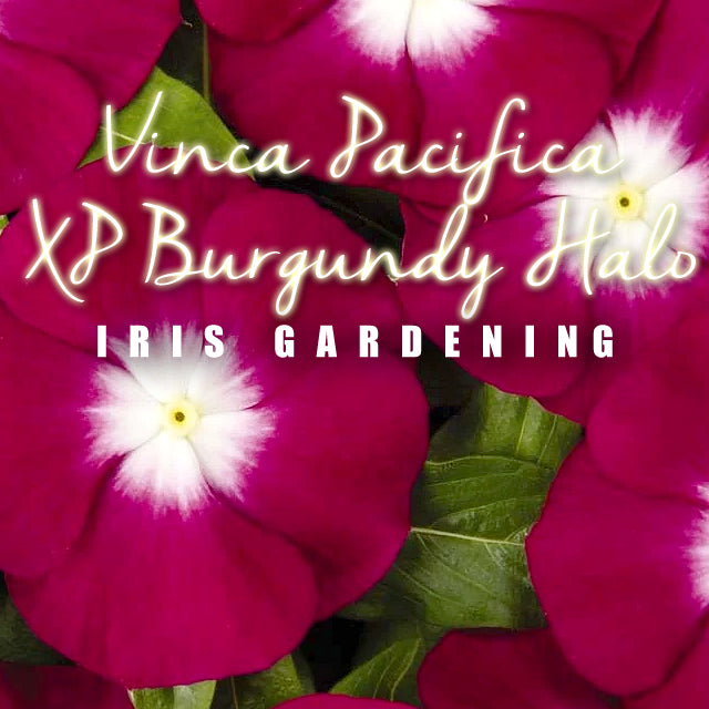 Vinca Pacifica XP Burgundy Halo (10 flower seeds/pack)