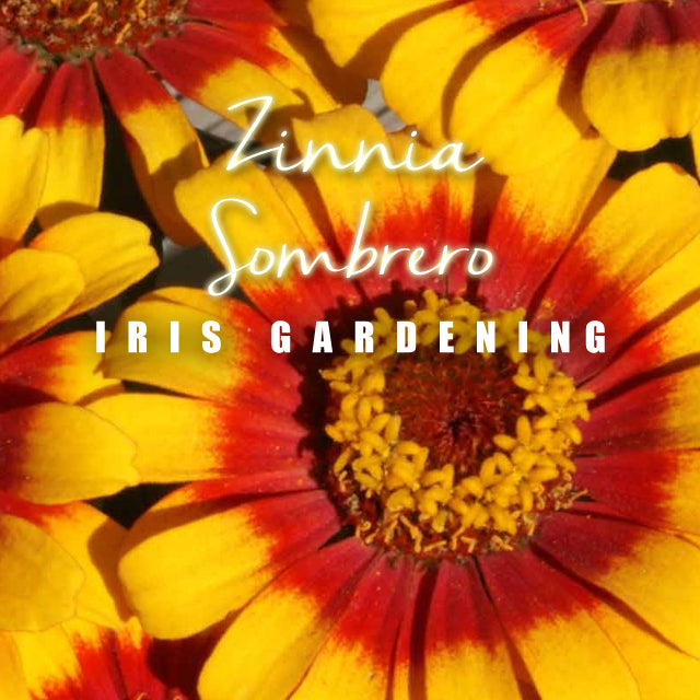 Zinnia Sombrero (10 seeds/apck)
