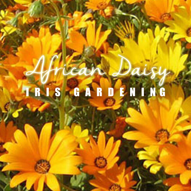 African Daisy (10 seeds/pack)