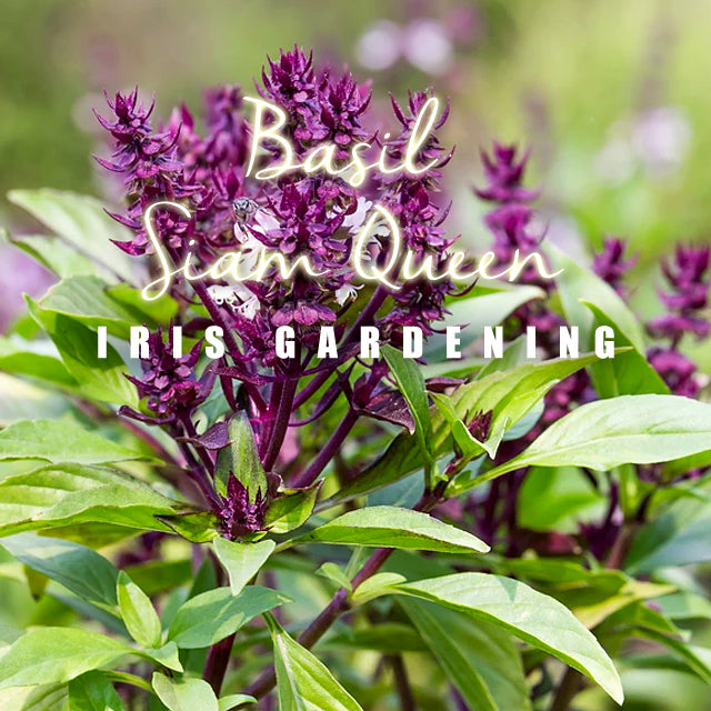 Basil Siam Queen (50 seeds/pack)