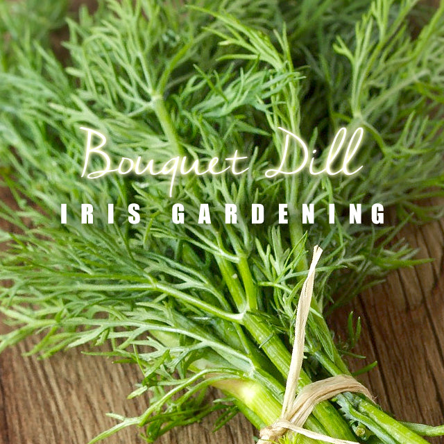 Dill Bouquet Dill (50 seeds/pack)