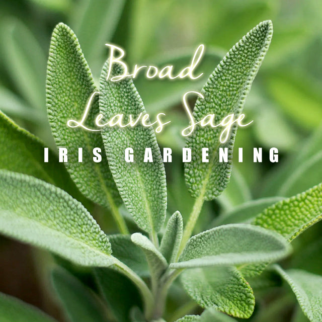 Sage Broad Leaf Sage (30 seeds/pack)
