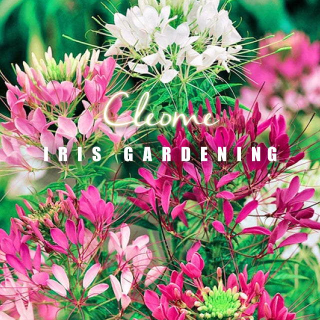 Cleome hassleriana Mixed (100 seeds/pack)