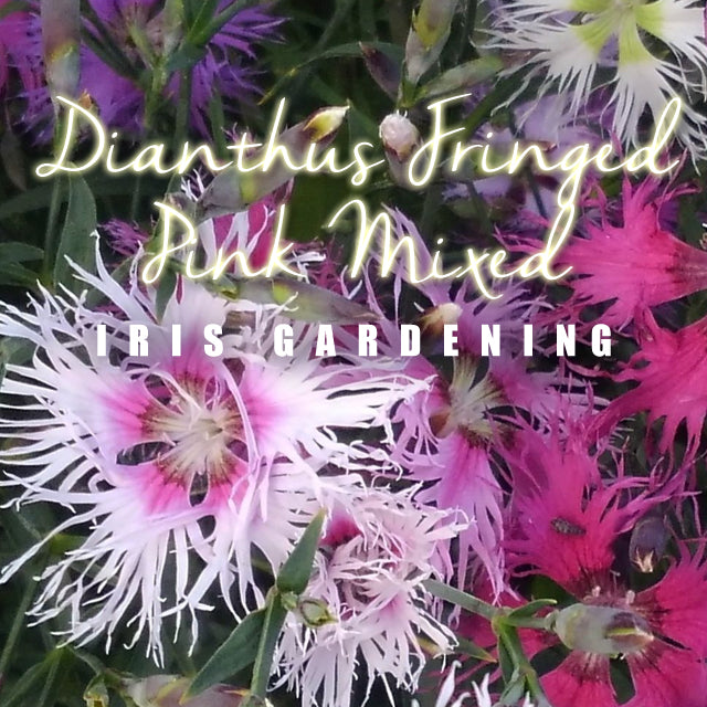 Dianthus superbus Fringed Pink (50 seeds/pack)