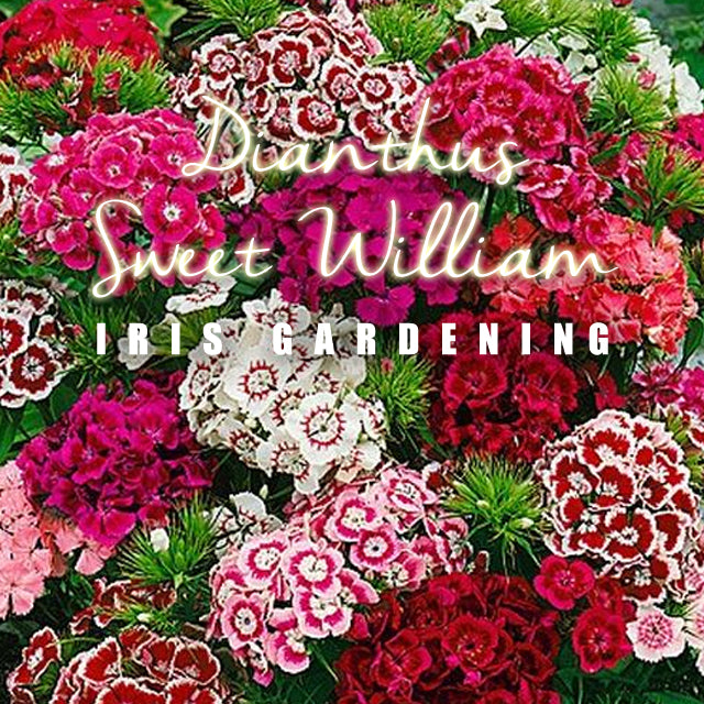 Dianthus Sweet William Mixed (50 seeds/pack)