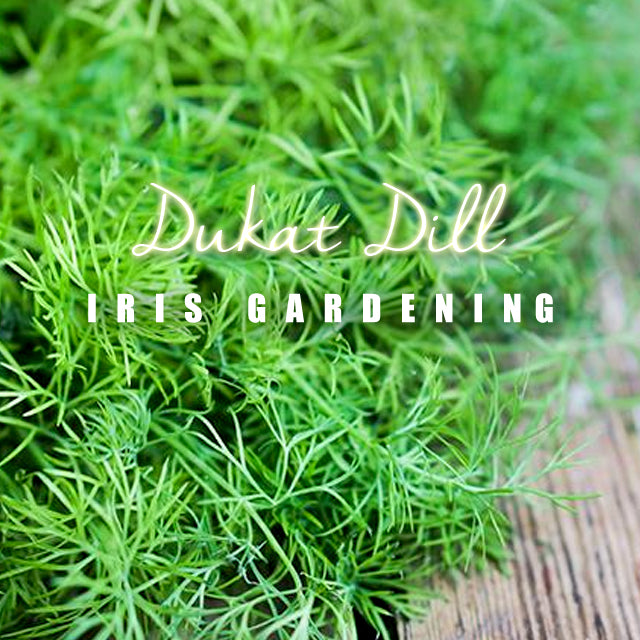Dill Dukat Dill (50 seeds/pack)