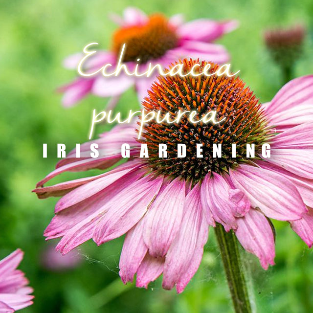 Echinacea purpurea (50 seeds/pack)