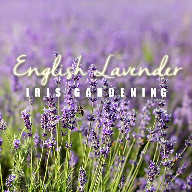 Lavender English Lavender (30 seeds/pack)