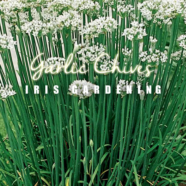 Chives Garlic Chives (50 seeds/pack)
