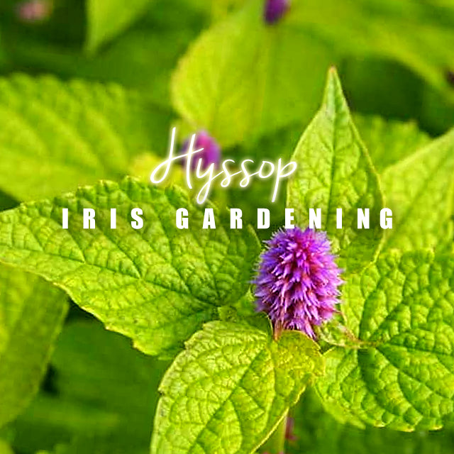 Hyssop (100 seeds/pack)