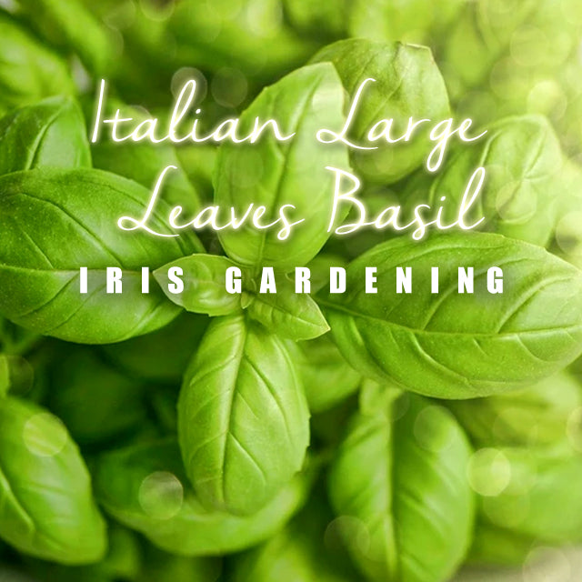Basil Italian Broad Leaf (50 seeds/pack)