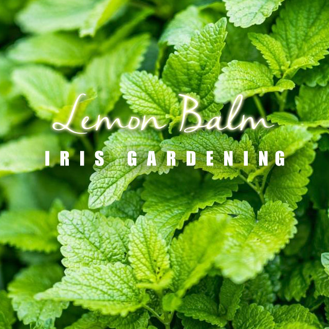 Lemon Balm (100 seeds/pack)