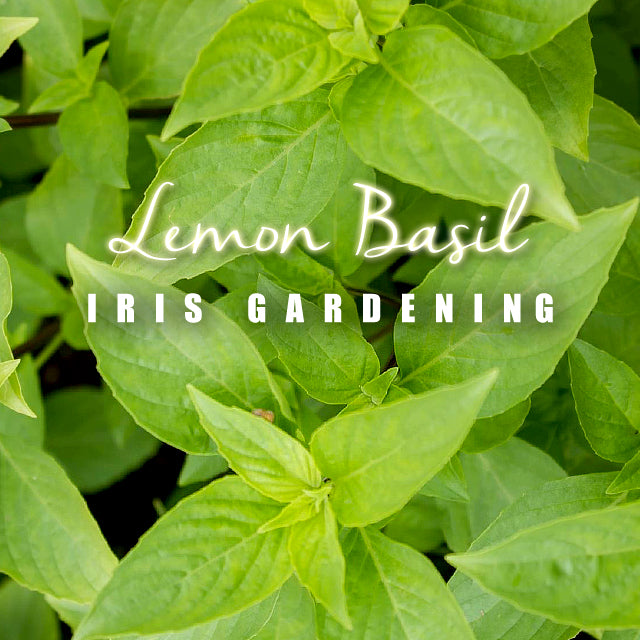 Basil Lemon Basil (50 seeds/pack)