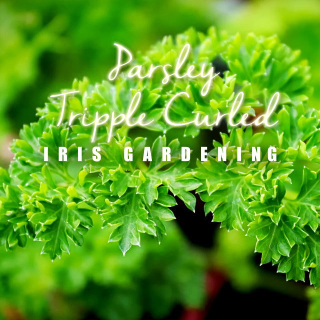 Parsley Triple Curled (100 seeds/pack)