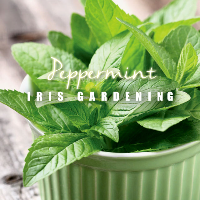 Mint Peppermints (200 seeds/pack)