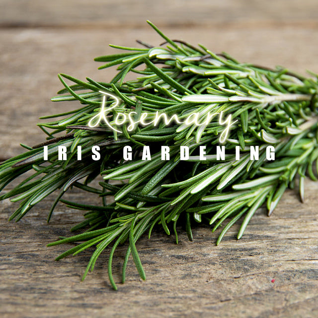 Rosemary (10 seeds/pack)