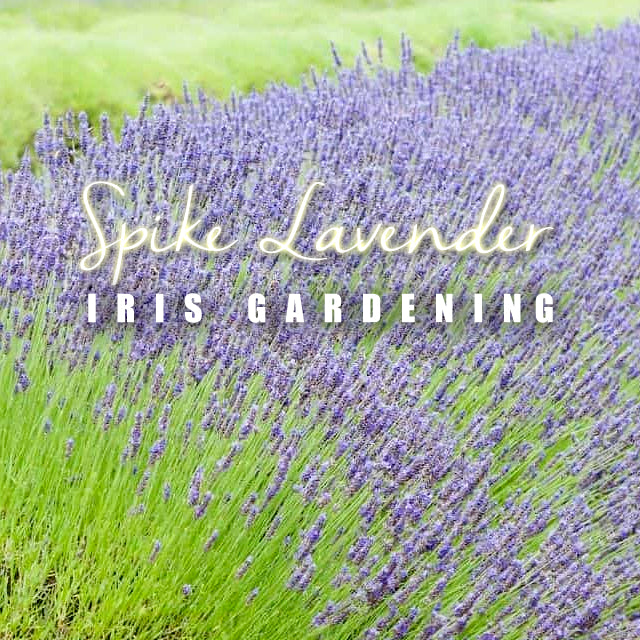 Spike Lavender (30 seeds/pack)