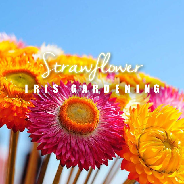 Strawflower Mixed (50 seeds/pack)