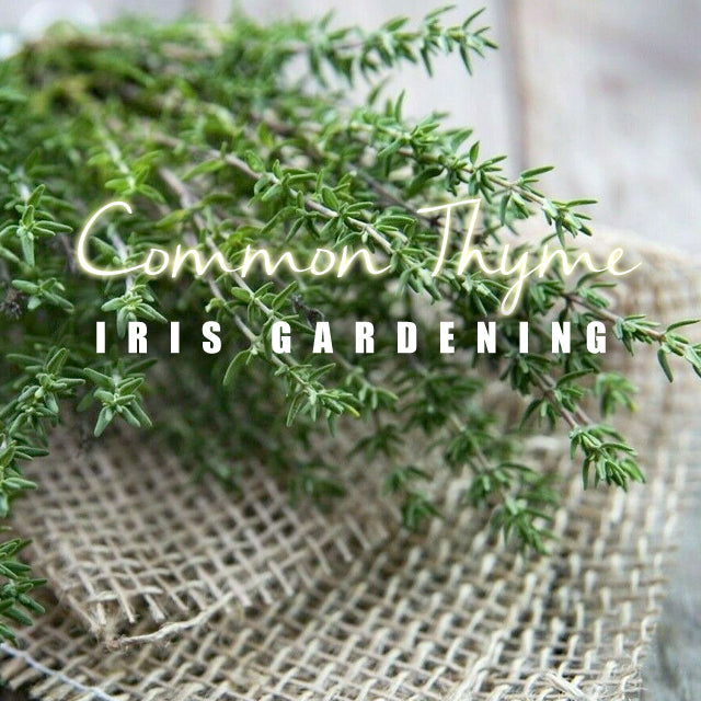 Thyme Common (200 seeds/pack)