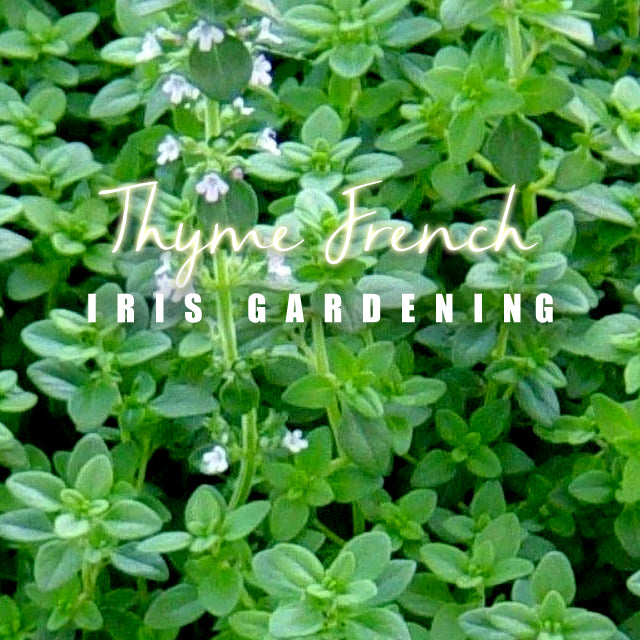 Thyme French (100 seeds/pack)