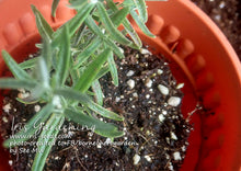Load image into Gallery viewer, Diary 20220403-Rosemary#Changing to bigger pot
