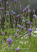 Load image into Gallery viewer, Diary 20220418 - Lavender pinnata 羽叶薰衣草#grown from seeds
