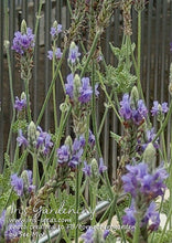 Load image into Gallery viewer, Diary 20220418 - Lavender pinnata 羽叶薰衣草#grown from seeds

